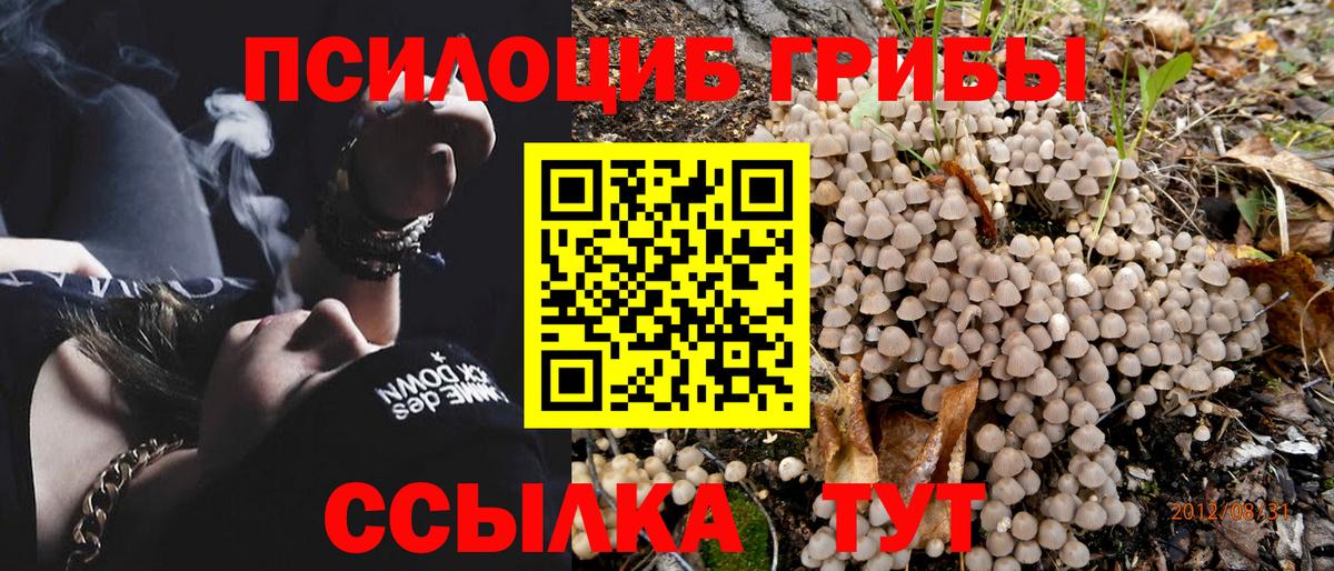 Псилоцибиновые грибы прущие грибы Пенза